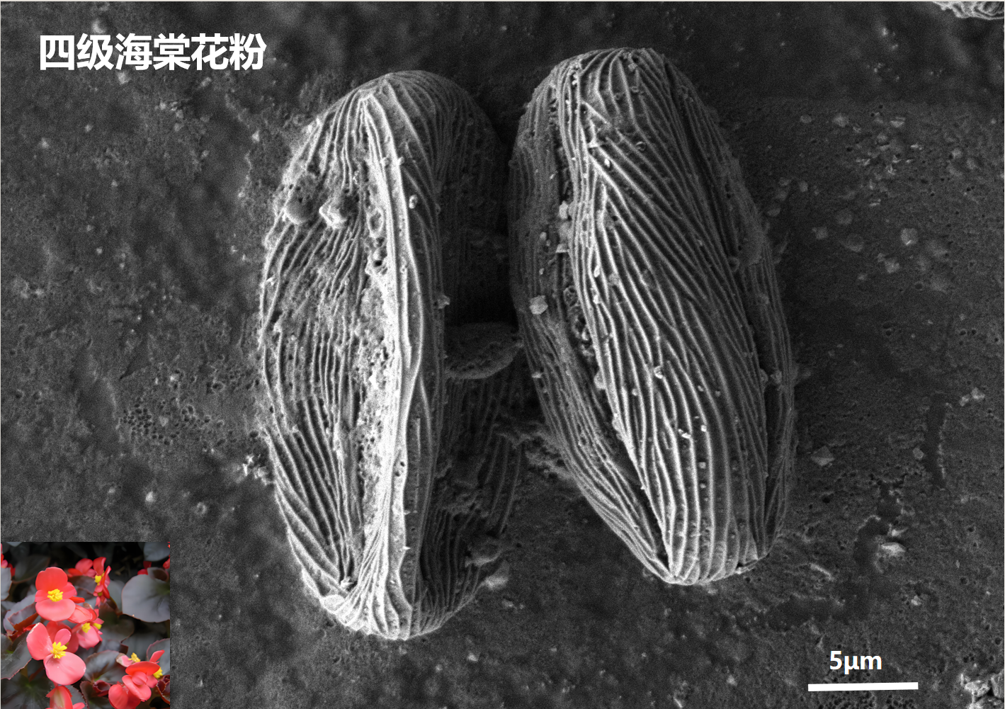 生物样品观察